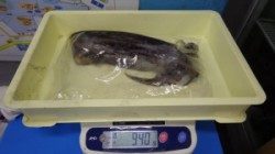 田辺市元島にてヤエン釣り　アオリイカ９４０グラムを頭に計６パイ！