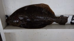 田辺市　元島堤防にてのませ釣りでヒラメの釣…