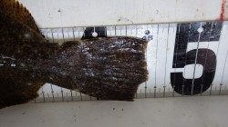 田辺市　元島堤防にてのませ釣りでヒラメの釣果