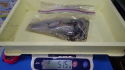 白浜にて　エギングでアオリイカの釣果