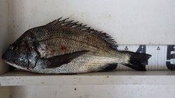 新芳養堤防　フカセでチヌの釣果