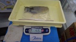 アオリイカ釣果　みなべ堺グランドでエギングにて