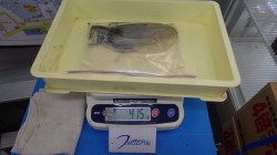 アオリイカ釣果　みなべ堺グランドでエギング…