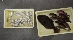 田辺文里（もり）にてサビキ・胴付でヒラメにヒイラギ