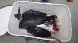 みなべ一本松の漁港湾内でのフカセ　グレ37cm