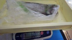 堺漁港にてヤエン釣り  アオリイカ600ｇ