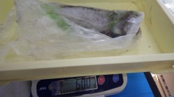 堺漁港にてヤエン釣り  アオリイカ600ｇ…