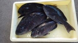 串本和深地磯　午前中の短時間釣行で39.5ｃｍまでのグレ4枚
