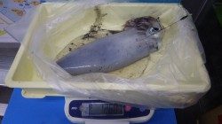 みなべ・堺にてアオリイカ1260g、ヤエンでの釣果です