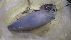 みなべ・堺にてアオリイカ1260g、ヤエンでの釣果です