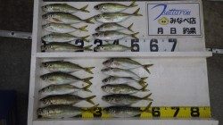 田辺文里港でカゴ釣り　良型のマアジ・丸アジたくさん釣れました