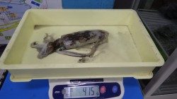 田辺天神崎でヤエン　アオリイカ2ハイ釣れました