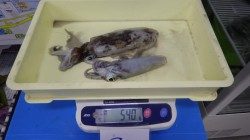 田辺天神崎でヤエン　アオリイカ2ハイ釣れました