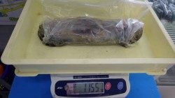 みなべ堺グラウンド横でエギング　キロアップです♫