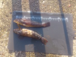 平磯海づり公園　潮が川のように流れる状況で…