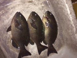 すさみ地磯で良型グレの釣果