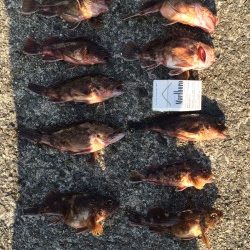 岸和田にて　ジグヘッド＋青イソメでガシラのお土産をゲット