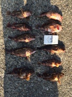 岸和田にて　ジグヘッド＋青イソメでガシラのお土産をゲット