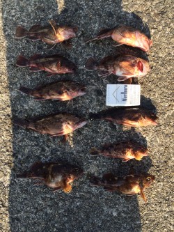 岸和田にて　ジグヘッド＋青イソメでガシラの…