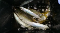 文里湾の堤防にてサビキ浮き釣り、時合短く7…