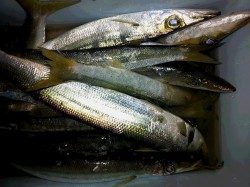 新宮市の三輪崎漁港にてカマス多数釣れました