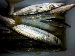 新宮市の三輪崎漁港にてカマス多数釣れました…