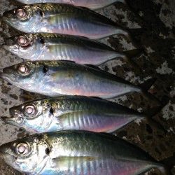 文里のアジ情報 マヅメの短い時合に良型が釣れます