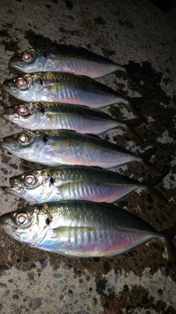 文里のアジ情報 マヅメの短い時合に良型が釣れます