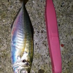 文里のアジ情報 マヅメの短い時合に良型が釣れます