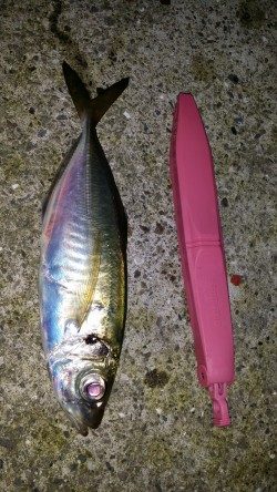 文里のアジ情報 マヅメの短い時合に良型が釣れます