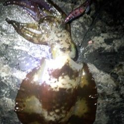 周参見地磯　エギングでアオリイカ1100g