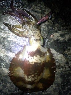 周参見地磯　エギングでアオリイカ1100g