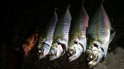 文里のアジ情報　良型のマアジが釣れました