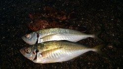 田辺　文里湾アジ情報　アジ・ガシラ釣れています
