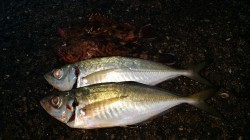 田辺　文里湾アジ情報　アジ・ガシラ釣れてい…