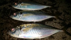 文里アジ情報　朝マヅメのマアジ釣果