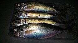 文里湾でサビキ釣り　人多し！