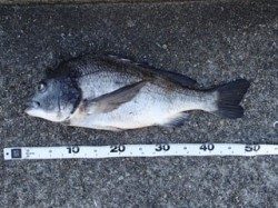 平磯海づり公園　チヌ49cmがあがりました！