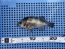 平磯海づり公園、胴突仕掛でメバルGET★