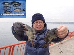 平磯海づり公園　ウキ釣りでメバルの釣果