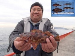 平磯海づり公園　落とし込みでアイナメ・ガシ…