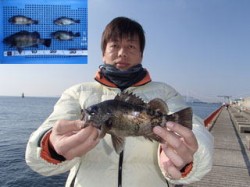 平磯海づり公園　24cmのナイスサイズのメ…