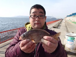 平磯海づり公園　青イソメをエサにウミタナゴ…