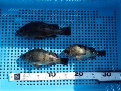 平磯海づり公園　シラサエビのウキ釣りでメバルの釣果