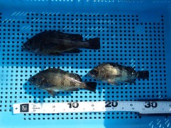 平磯海づり公園　シラサエビのウキ釣りでメバ…