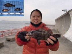 平磯海づり公園　胴突でメバルの釣果