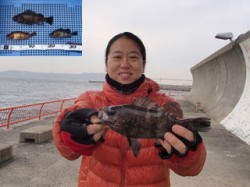 平磯海づり公園　胴突でメバルの釣果