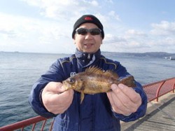 神戸市立平磯海づり公園のメバル釣果