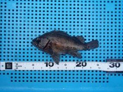 【30日】平磯海づり公園のメバル釣果