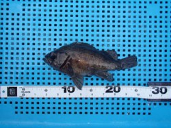 【30日】平磯海づり公園のメバル釣果